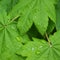 Vine maple