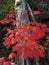 Vine Maple - Fall Beauty