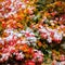 Vine maple leaves in autumn with early snow on them