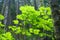 Vine maple leaves in conifer forest