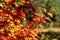 Vine Maples begin to turn into fall colors in Oregon forest