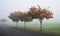 Vine maples in Redmond in autumn fog