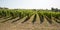 Vine in Medoc region close to Bordeaux vineyard in web banner template header