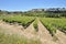 Vine near of Narbonne in France