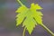 Vine with one fresh  figured green grape  leaf, macro