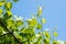 Vine plant against blue sky