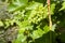 Vine plant with bunch of green grapes