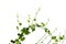 Vine plant climbing isolated on white background