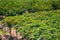 Vine plantation, the cultivation of grapes. Winery. Harvest.