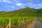 Vine plantations in mountain foothills