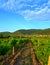 Vine plantations in mountain foothills