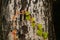 The vine plants climb on the tree trunk