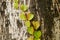 The vine plants climb on the tree trunk