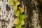 The vine plants climb on the tree trunk