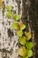 The vine plants climb on the tree trunk