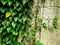Vine Plants Covering Concrete Wall
