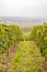 Vine plants growing on a vineyard on a hillside in mainz zornheim, end of september during harvest, vertical shot