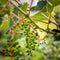 Vine plants, unripe grapes