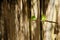 A vine poking through a wooden fence