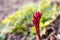 Vine red young peony flower buds growing in spring