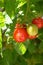 Vine Ripe Cherry Tomatoes