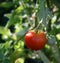 Vine Ripe Tomato Growing