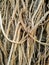 The vine roots of Monstera on tree trunks used as texture and background