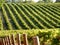 Vine Rows