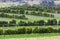 Vine rows closeup, Tasmania