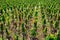 Vine Rows â€“ Italian Vineyard on Mount Etna, Sicily â€“ `Nerello Mascalese`