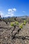 Vine in spring, Pyrenees orientales in France