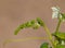 Vine sprout with young unripe grapes