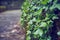 Vine surrounding the wall of a bridge