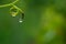 Vine tendril with water drop