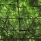 Vine trellis