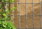 Vine on Trellis arbor Stucco background