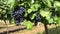 Vine trunk with bunches of black grape berries in vineyard