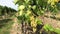 Vine trunk with ripe white grape bunches against black grape in vineyard