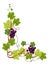 Vine twigs and grape bunches isolated icon, natural decor