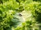vine weevil - garden pest on leaf