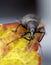 Vine Weevil on yellow red leaf