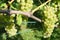 A vine with white grapes