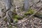 Vine winding through two trees in the forest