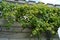 The Vine winds its way along the wall of a village house, beautiful background