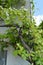 The Vine winds its way along the wall of a village house, beautiful background