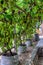 Vine yard half-house covered with black vine plants