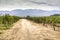 Vine yards in Cafayate