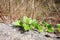 Vine with young green leaves on sheer stone wall on sunny spring day. Macro. Selective focus