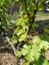 Vine with young leaves. Close up. Young grapevine. Many leaves and a branched twisted trunk. Serbia, Fruska gora mountain