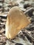 The Vinegar Cup Helvella acetabulum is an inedible mushroom